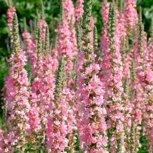 Дербенник иволистный Бланш / Lythrum salicaria "Blush" C2