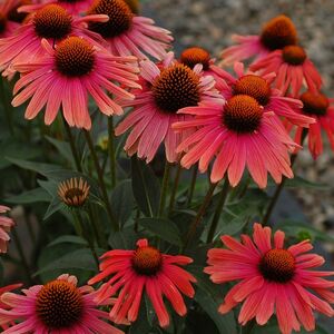 Эхинацея Мама Миа / Echinacea "Mama Mia" С2
