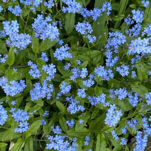 Незабудка лесная / Myosotis sylvatica С1,5