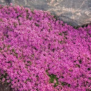 Тимьян ранний Ред Карпет / Thymus praecox "Red Carpet" С2