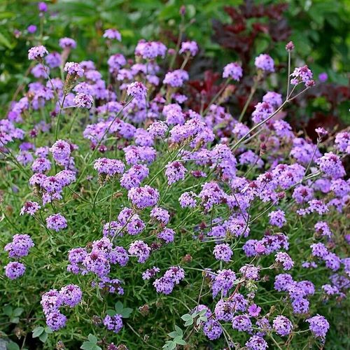 Вербена Лоллипоп / Verbena "Lollipop" Р9