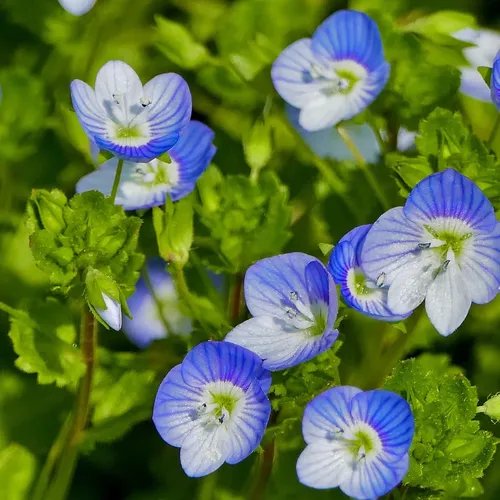 Вероника нитевидная/ Veronica filiformis Р9