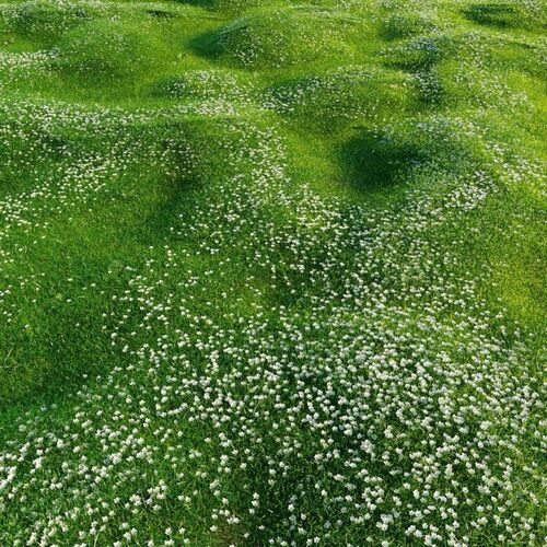 Мшанка шиловидная Грин Мосс / Sagina subulata "Green Moss" Р9