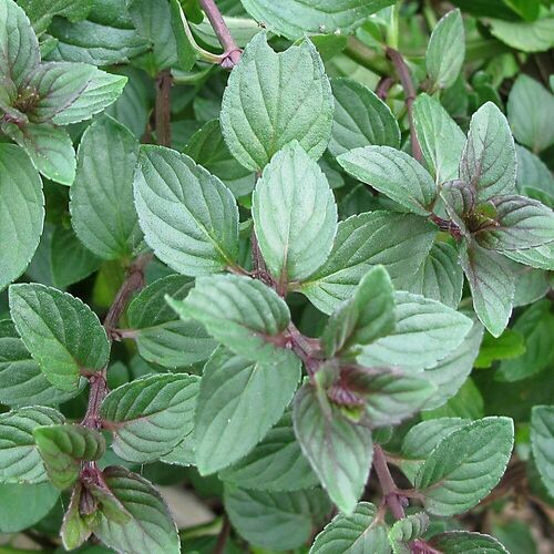 Мята Горький Шоколад / Mint "Bitter Chocolate" Р9