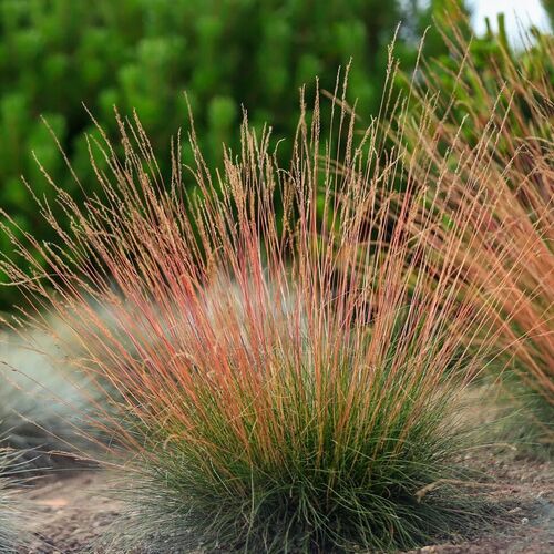 Овсяница Санрайз / Festuca glauca "Sunrise" Р9