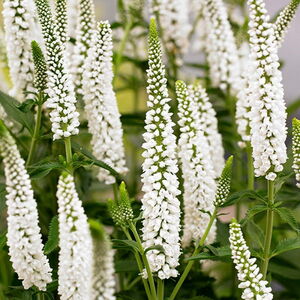 Вероника длиннолистная Фёрст Леди / Veronica longifolia "First Lady" Р9