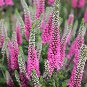 Вероника колосковая Хайдекинд / Veronica spicata "Heidekind" Р9