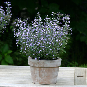 Душевник котовниковый Блю Клауд Стрейн / Calamintha nepeta "Blue Cloud Strain" Р9