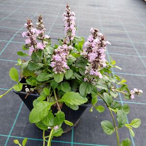 Живучка ползучая Розеа / Ajuga reptans "Rosea" Р9