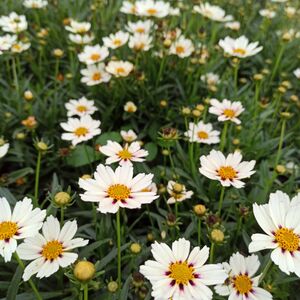 Кореопсис крупноцветковый Стар Клустер / Coreopsis grandiflora "Star Cluster" Р9