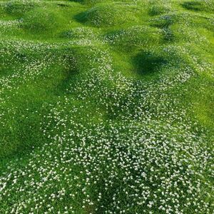 Мшанка шиловидная Грин Мосс / Sagina subulata "Green Moss" Р9