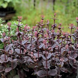 Седум (очиток) Линда Виндзор / Sedum "Linda Windsor" Р9