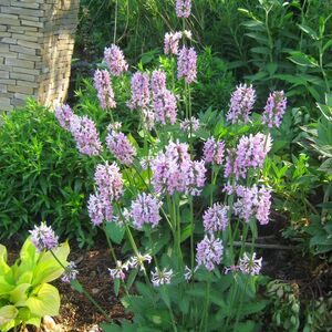 Стахис лекарственный Пинки / Stachys officinalis "Pinky" Р9