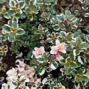 Тимьян блошиный Фокслей / Thymus pulegioides "Foxley" Р9
