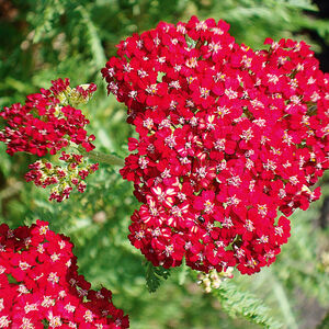 Тысячелистник обыкновенный Ред Вельвет / Achillea millefolium "Red Velvet" Р9