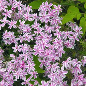 Флокс шиловидный Кимоно / Phlox subulata "Kimono" Р9