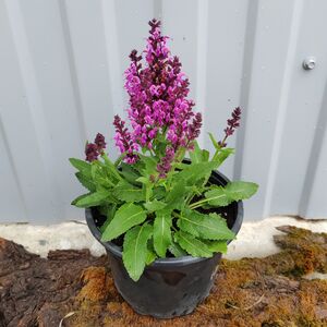 Шалфей дубравный Бамбл Берри / Salvia nemorosa "Bumble Berry" Р9