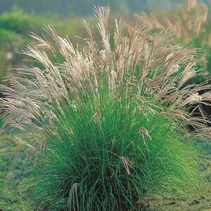 Мискантус китайский Адажио / Miscanthus sinensis "Adagio" Р9
