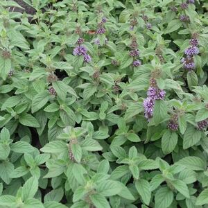 Мята Банановая / Mentha arvensis "Banana" Р9