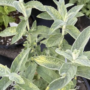 Мята Белый виноград / Mentha "White Grape" Р9