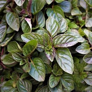 Мята перечная Шоколад / Mentha peppermint "Chocolate" Р9