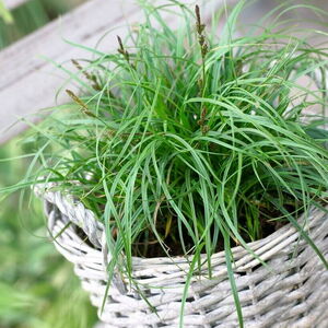 Осока гибридная Битлз / Carex hybrida "The Beatles" Р9