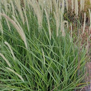 Пеннисетум восточный Тэлл Тэилс / Pennisetum orientale "Tall Tails" Р9