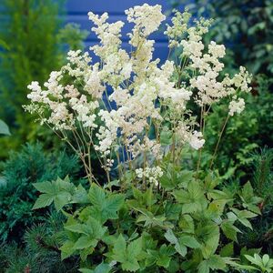 Лабазник обыкновенный (таволга) / Filipendula ulmaria С1