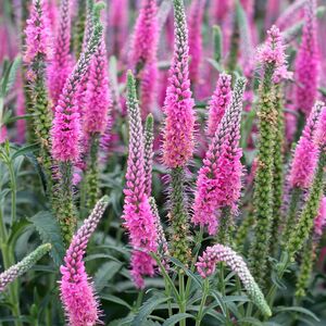 Вероника колосистая розовая Анниверсари Нью роуз/Veronica spicata Anniversary New Rose Р9