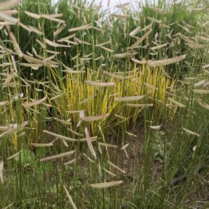 Бутелуа изящная / Bouteloua gracilis С1,5