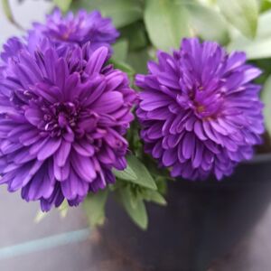 Астра новобельгийская Блю Бой / Aster Symphyotrichum novi-belgii "Blue Bayou" Р9
